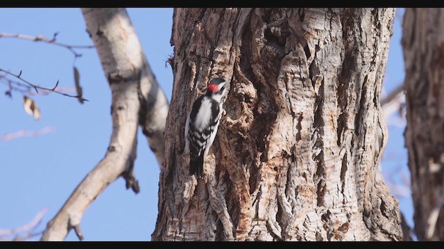 Downy Woodpecker (Eastern) - ML283313561