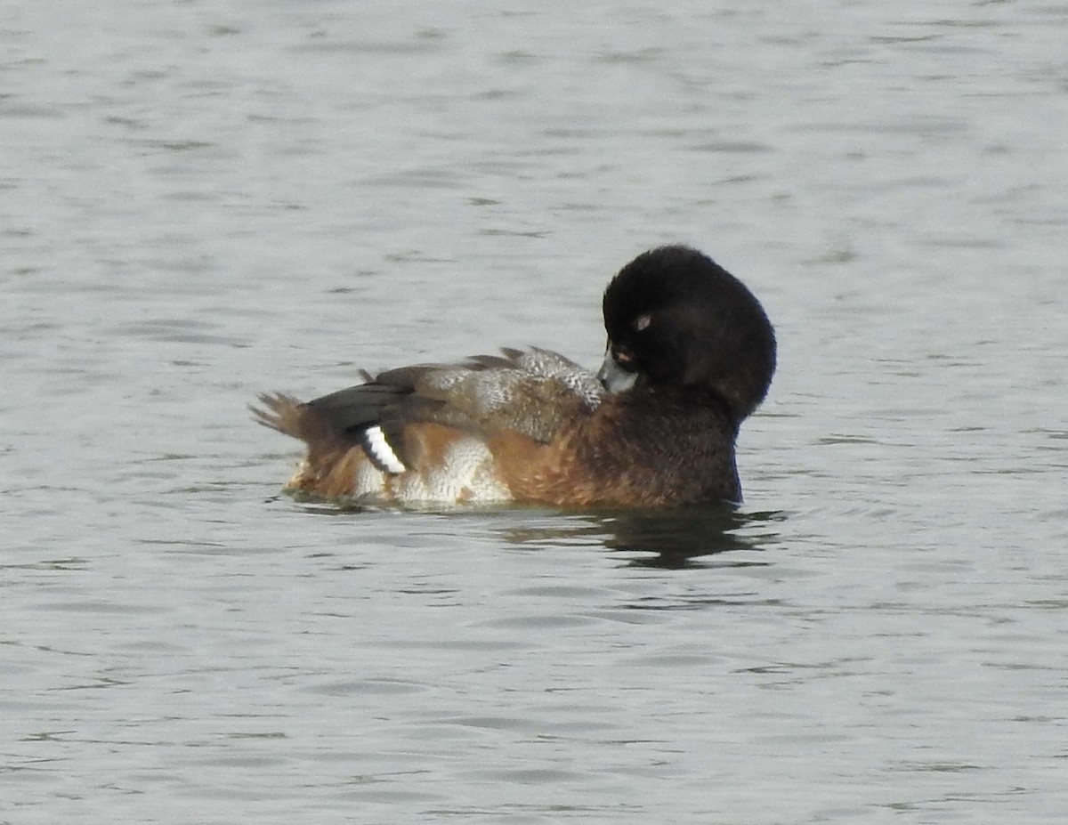 Lesser Scaup - Mary Maxwell