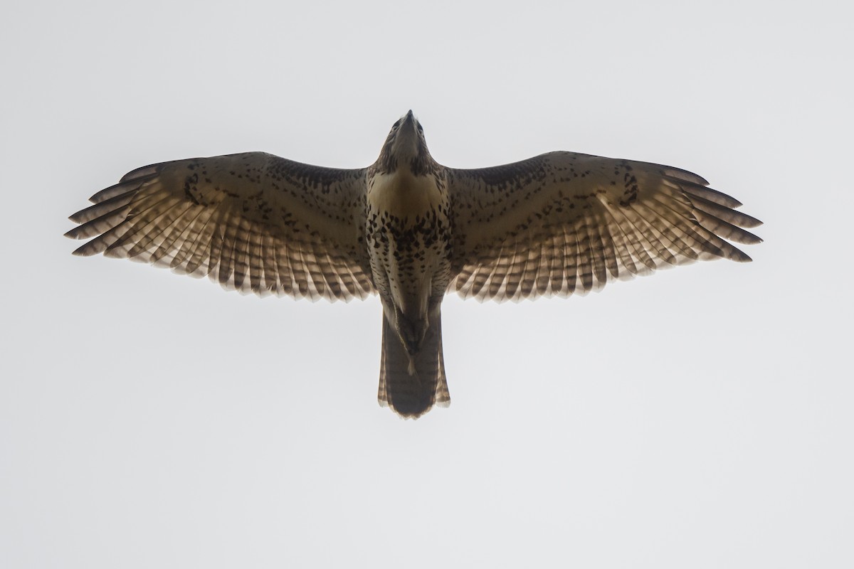 Red-tailed Hawk - ML283318461