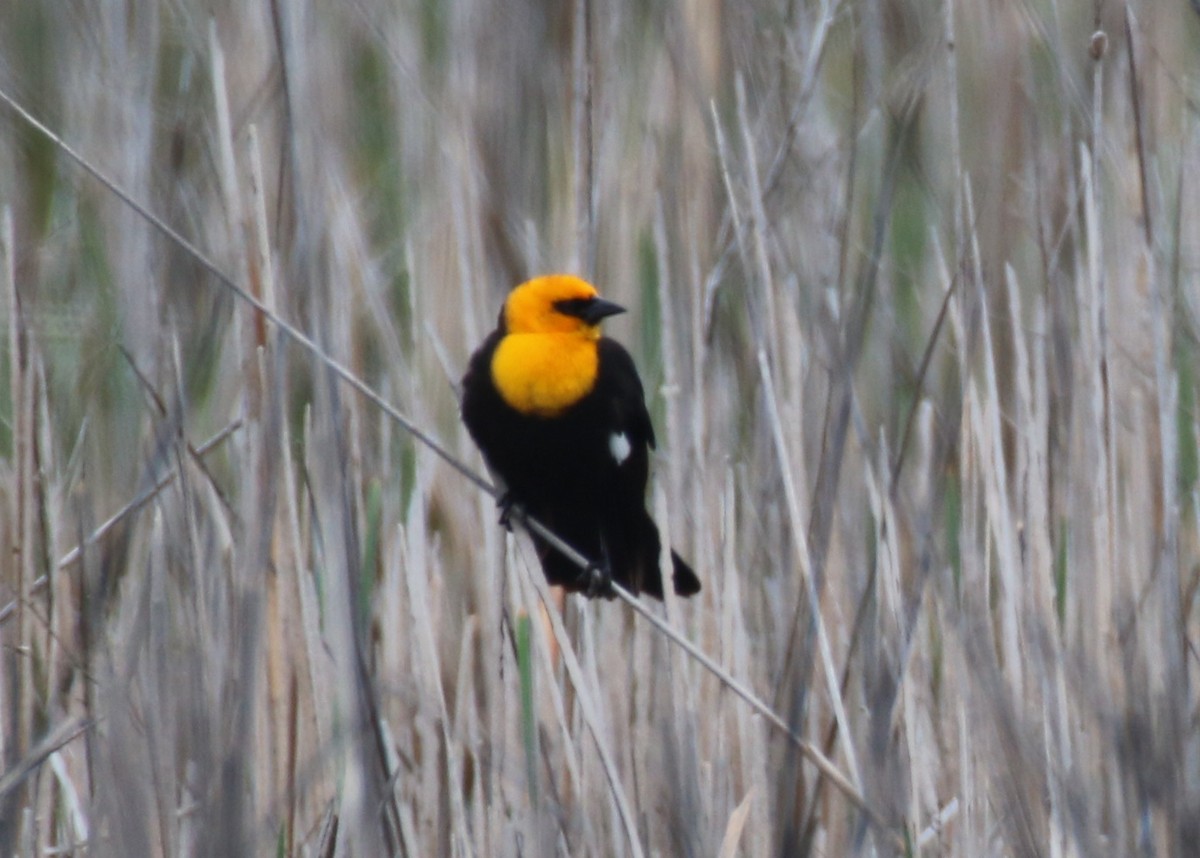 Yellow-headed Blackbird - ML28331961