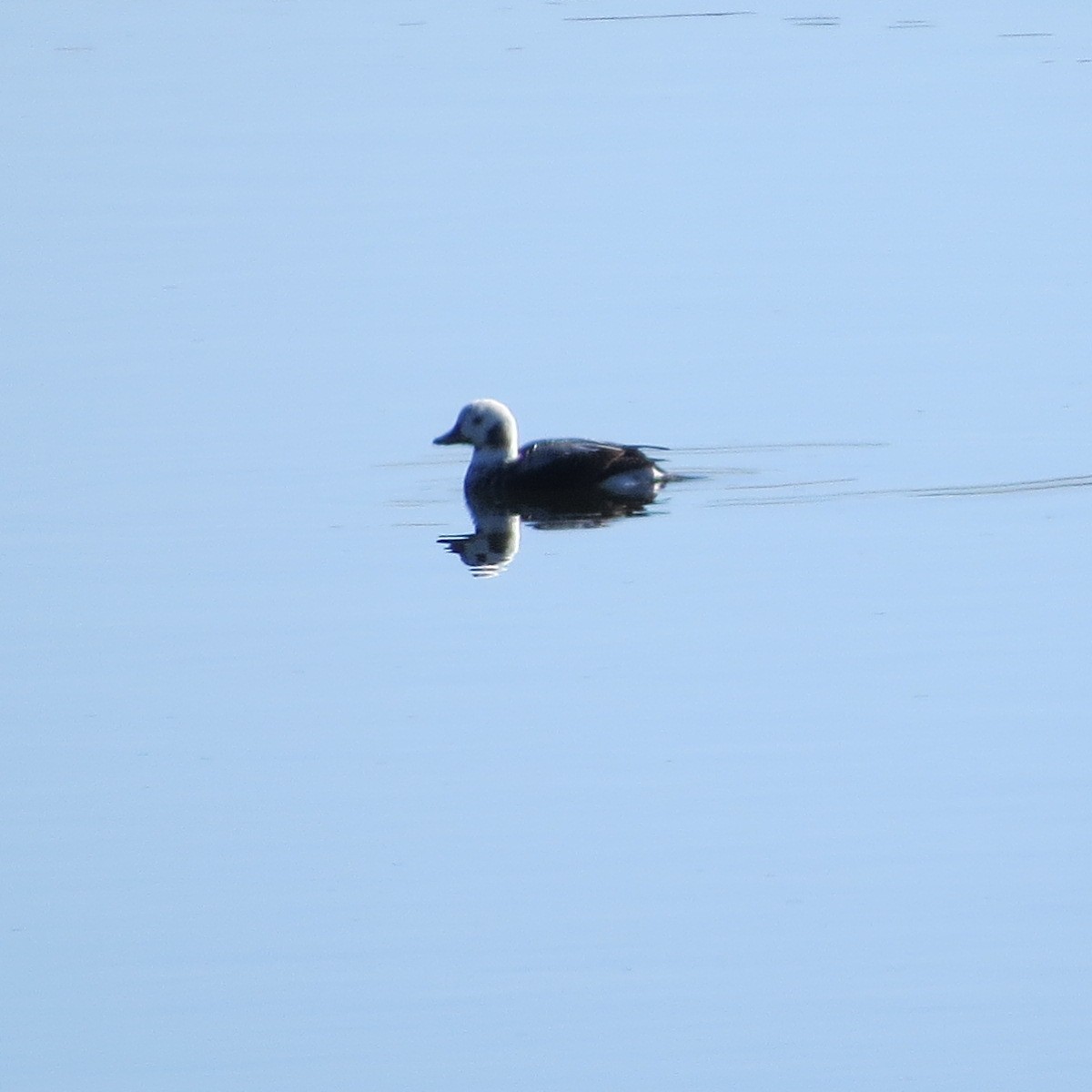 Long-tailed Duck - Jan Leonard