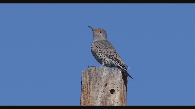 Northern Flicker (Red-shafted) - ML283322161