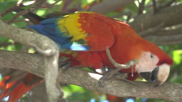 Scarlet Macaw - ML283329061