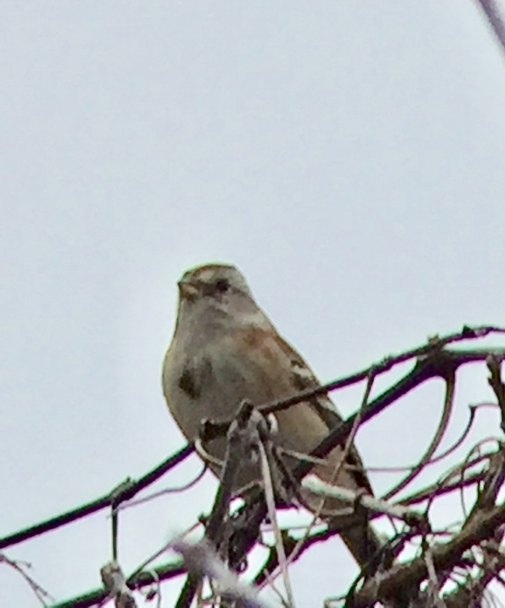 American Tree Sparrow - Gary Denton