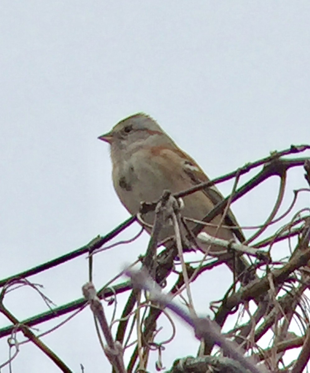 American Tree Sparrow - ML283333821