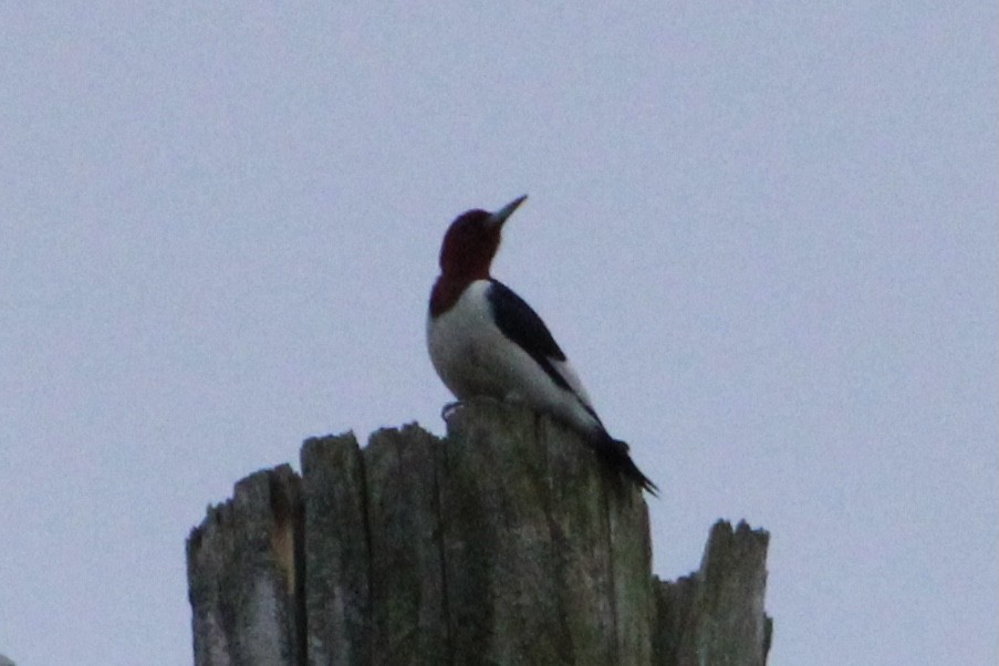 Red-headed Woodpecker - ML283336611