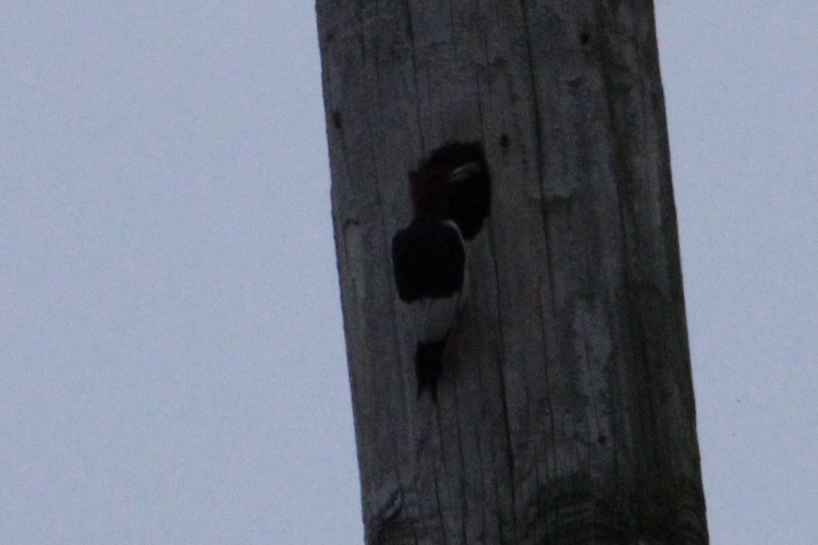 Red-headed Woodpecker - ML283336641