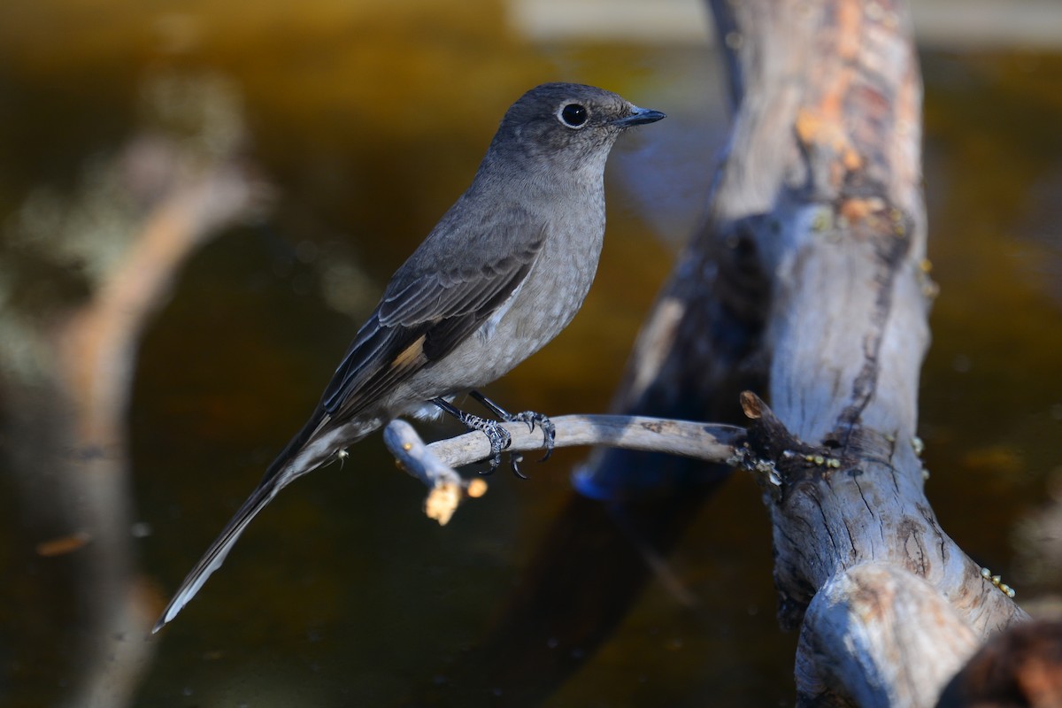 Townsend's Solitaire - Beth McBroom