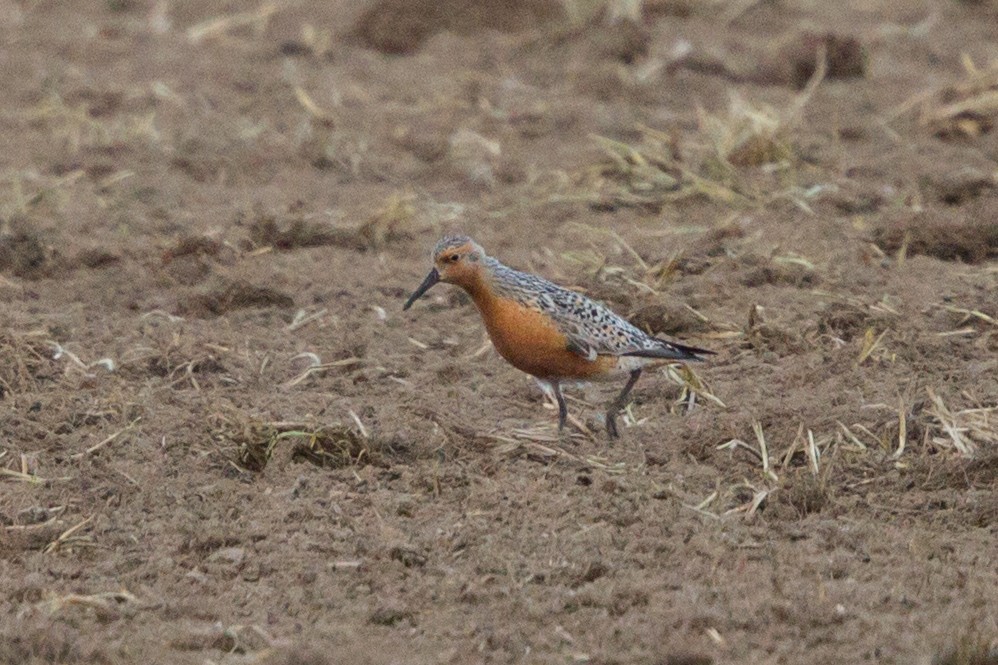 Red Knot - ML28334231