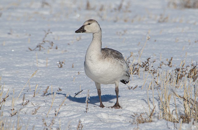 Snow Goose - ML283349011