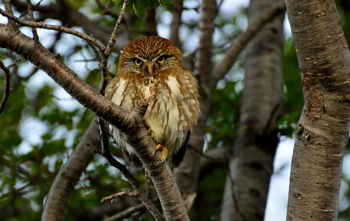 Austral Pygmy-Owl - ML283350451