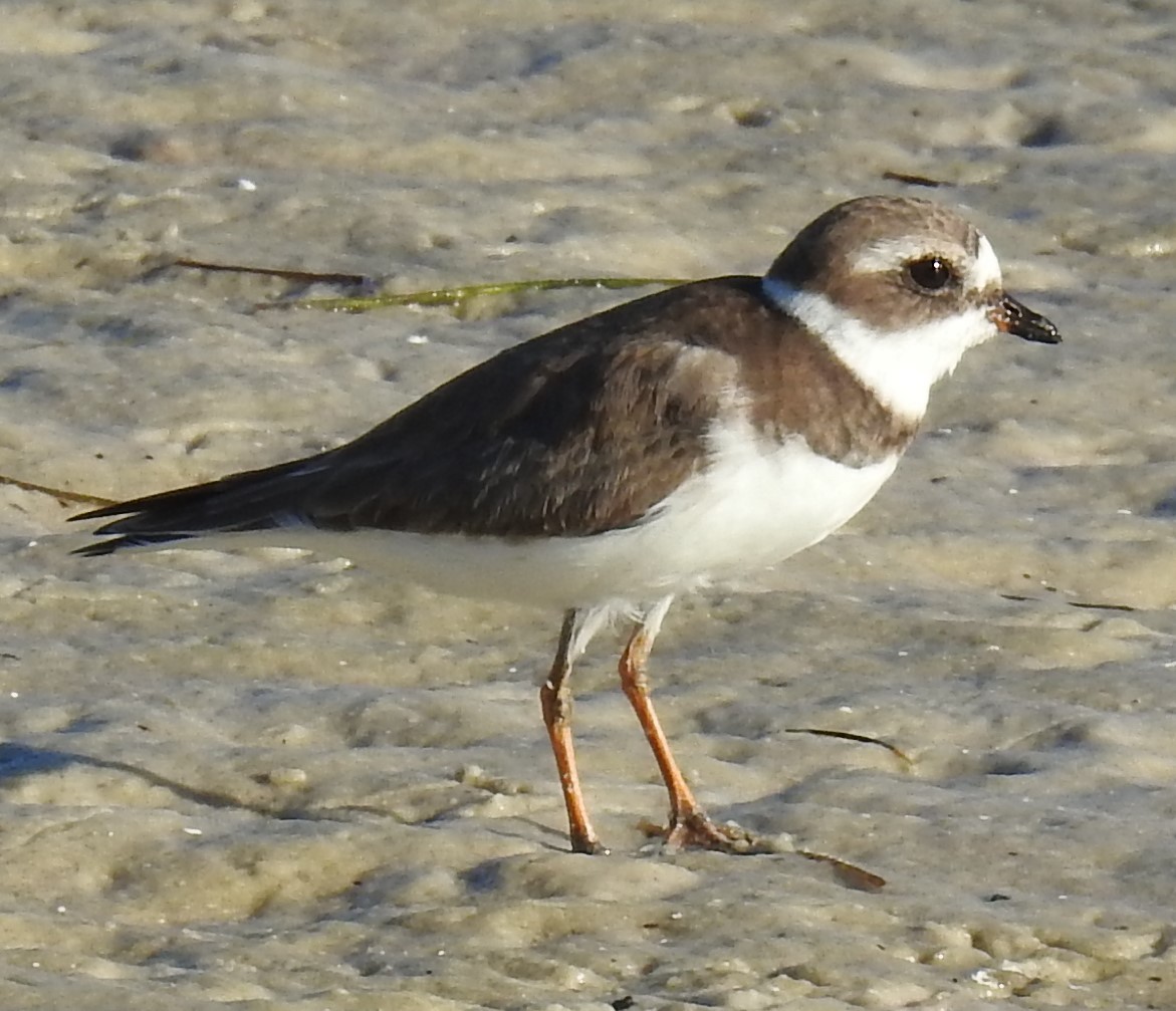 Semipalmated Plover - ML283350981