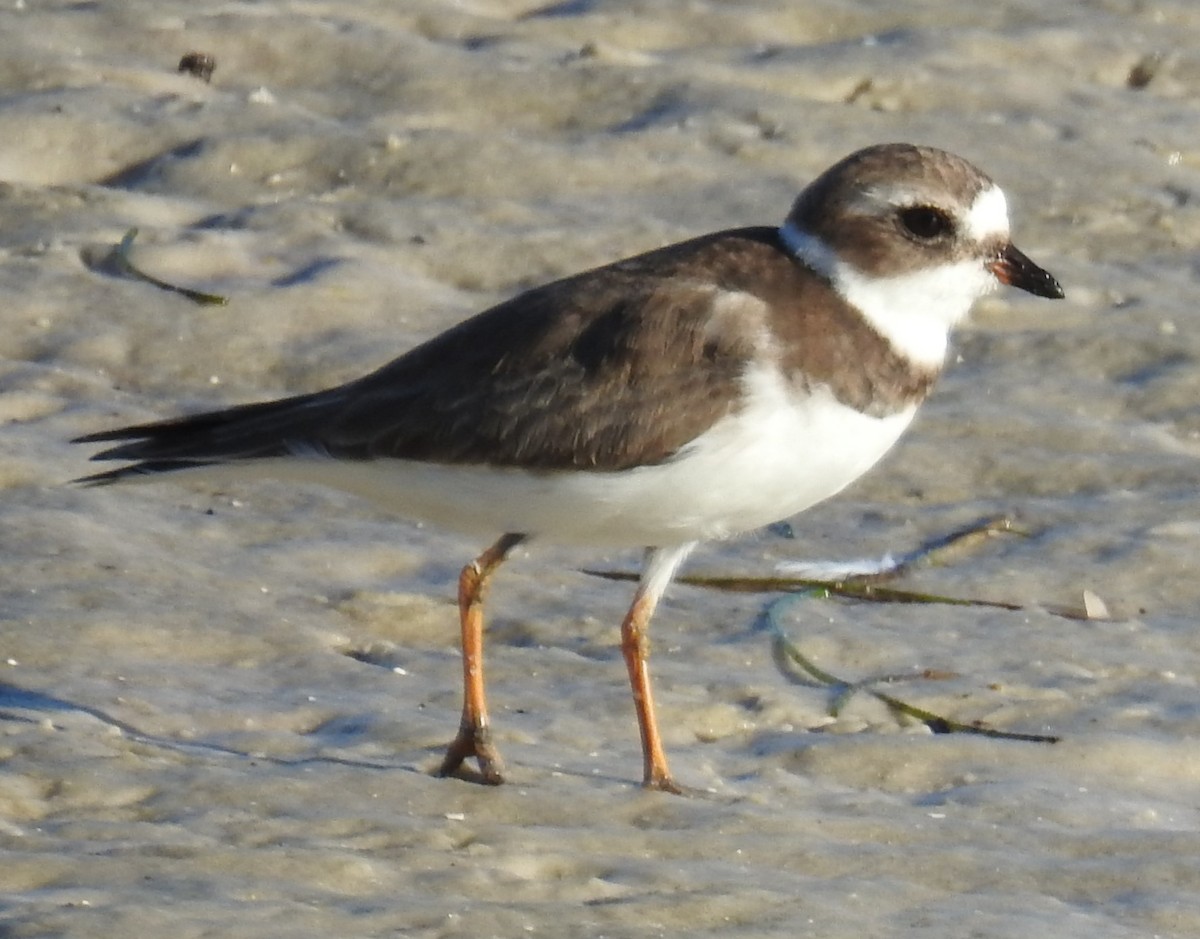 Semipalmated Plover - ML283351021