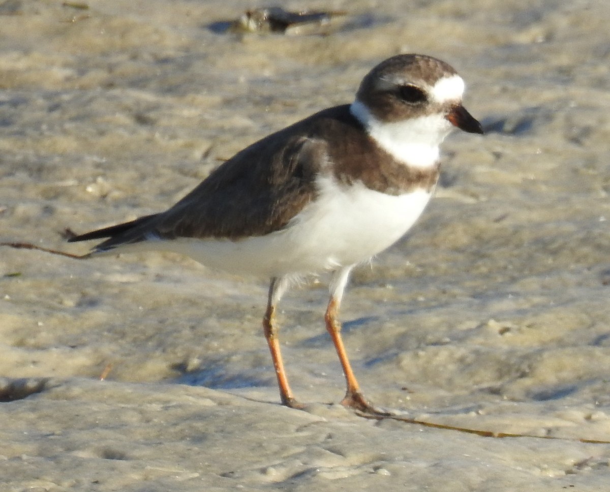 Semipalmated Plover - ML283351031