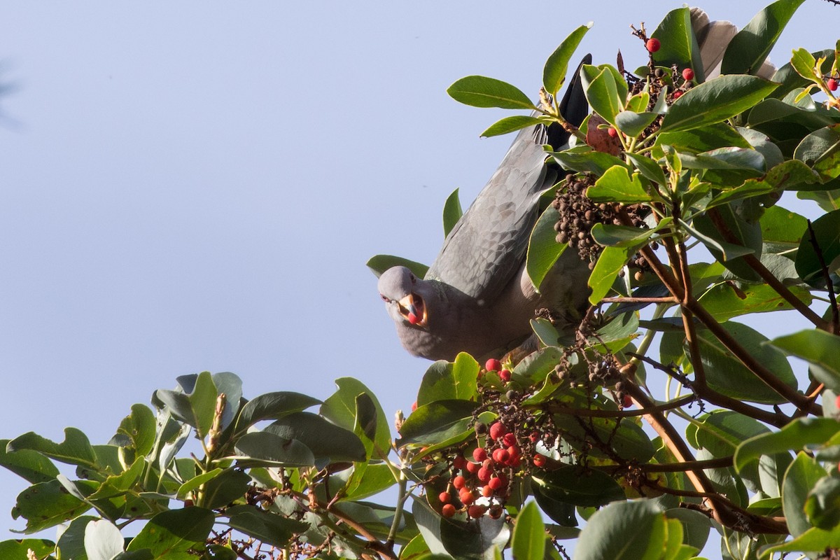 Band-tailed Pigeon - ML283354501