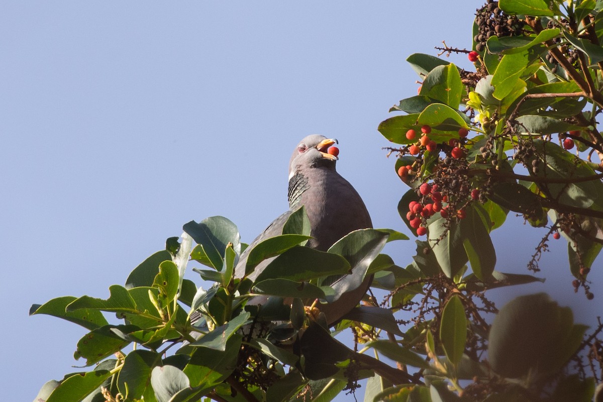 Band-tailed Pigeon - ML283354571