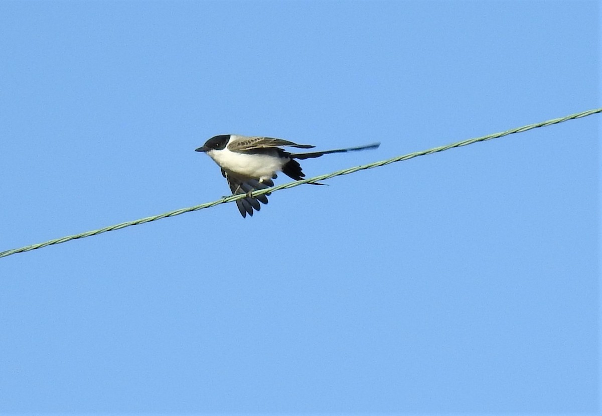 Fork-tailed Flycatcher - ML283358421
