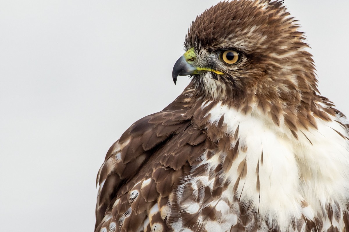 Red-tailed Hawk - ML283362101