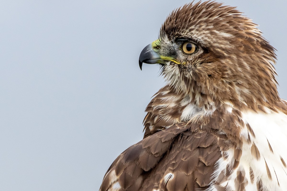 Red-tailed Hawk - ML283362111