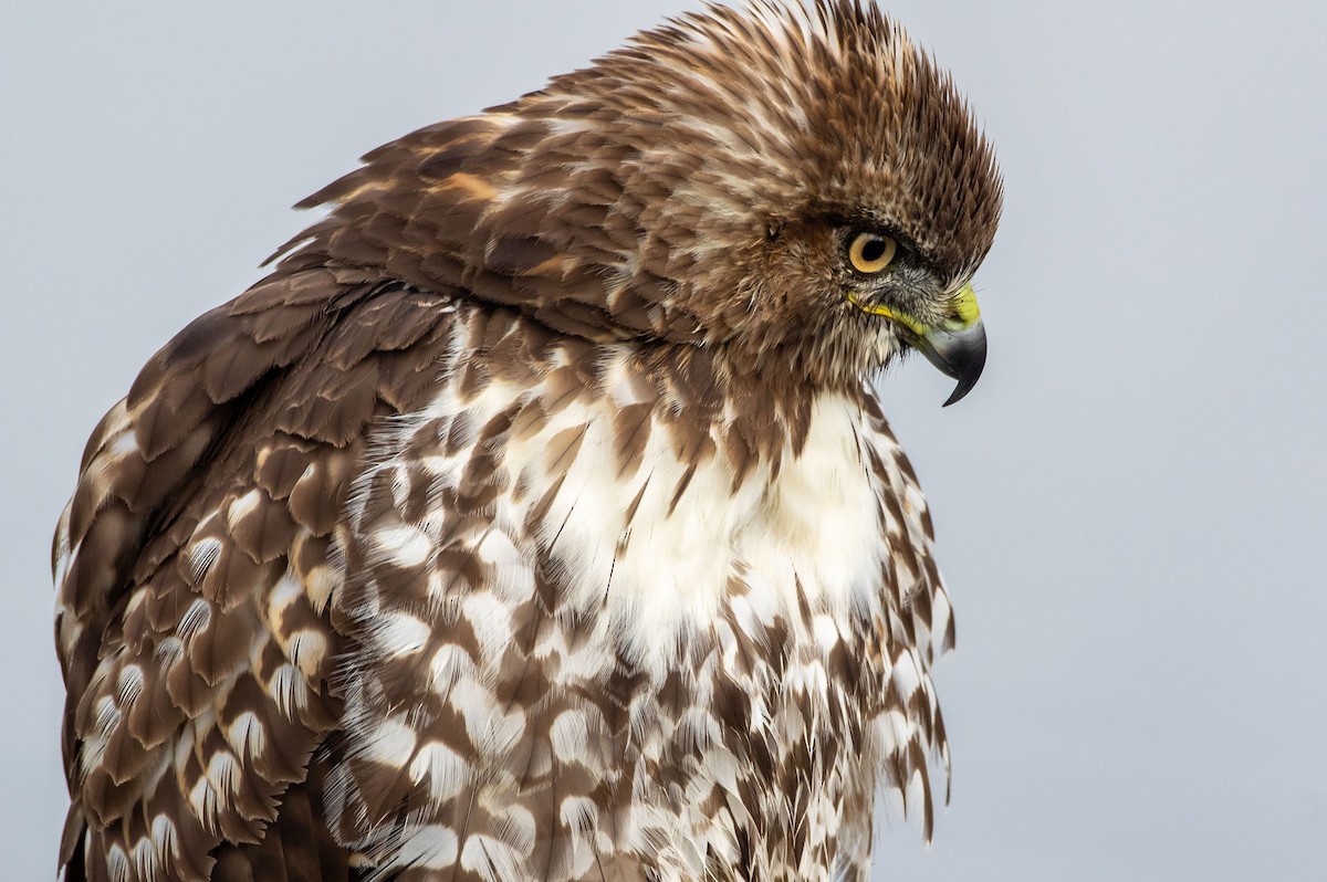 Red-tailed Hawk - ML283362121