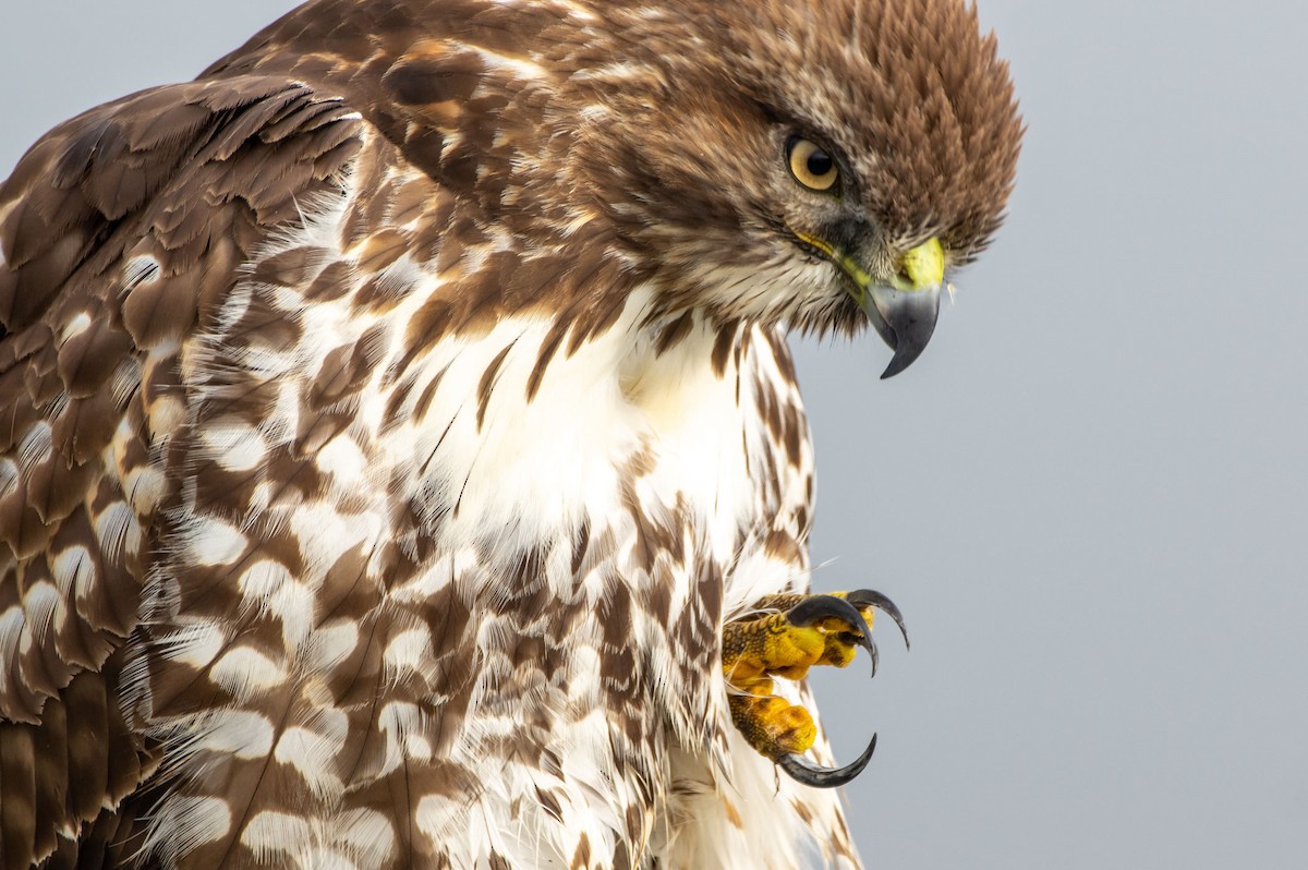 Red-tailed Hawk - ML283362141