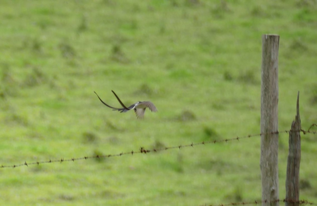 Fork-tailed Flycatcher - Derek Heins