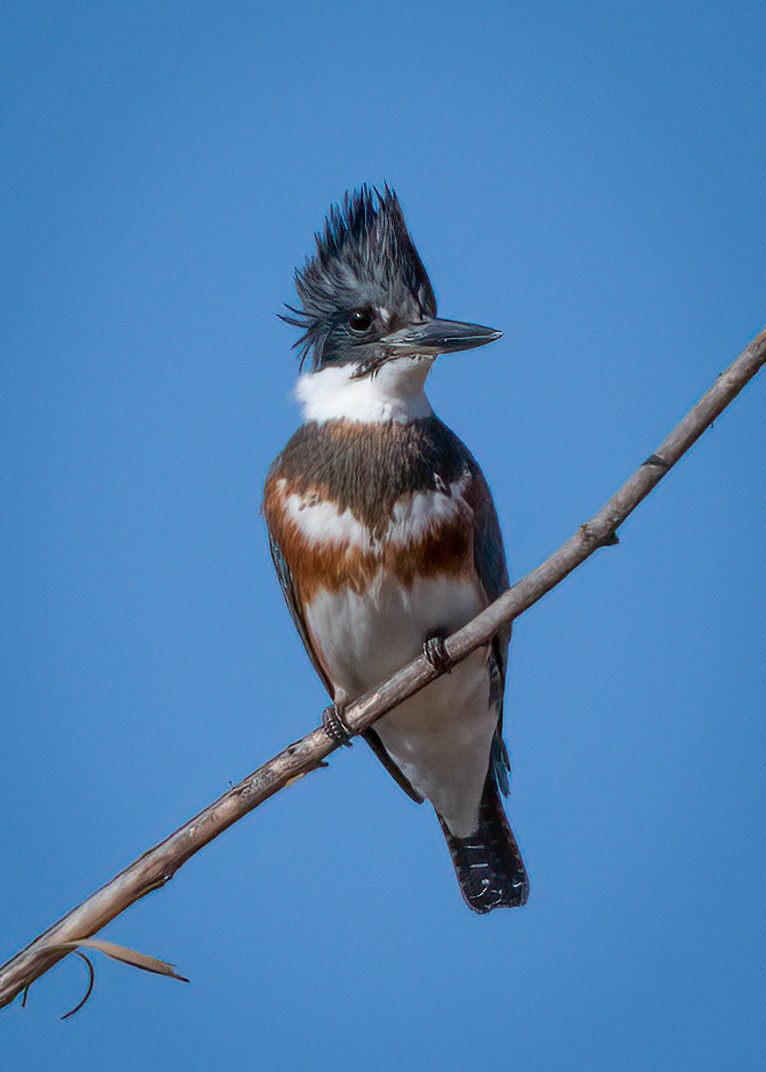 Belted Kingfisher - ML283372321