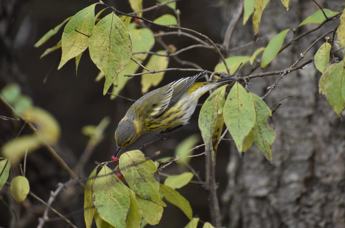 Cape May Warbler - ML283376221