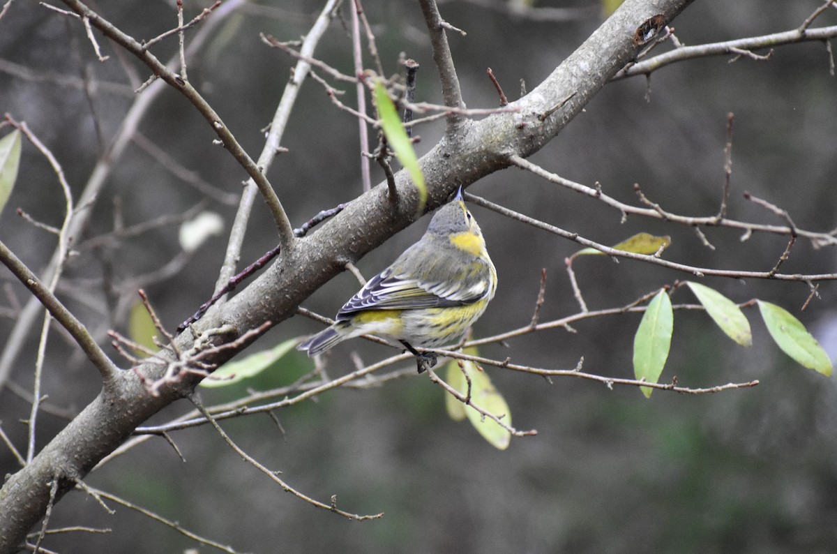 Cape May Warbler - ML283376291