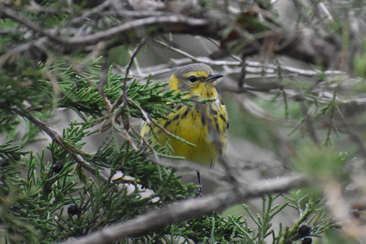 Cape May Warbler - ML283376301