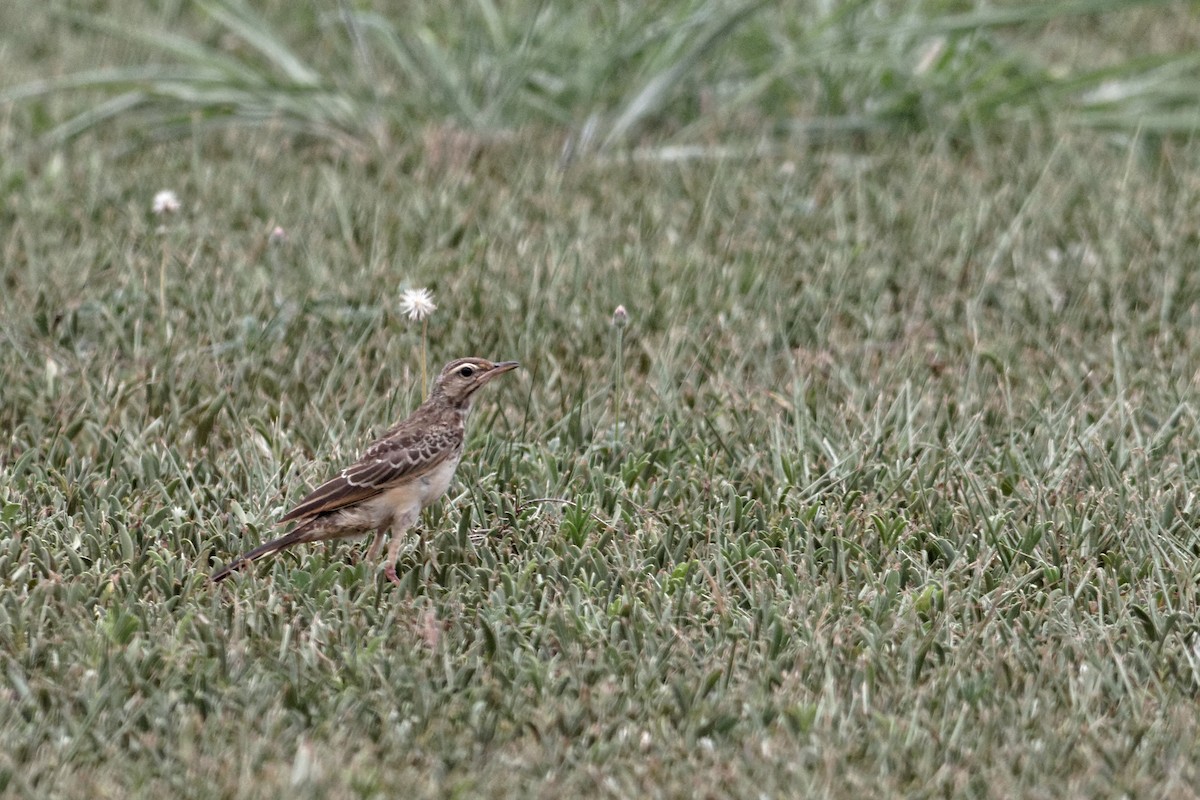 pipit sp. - ML28337831