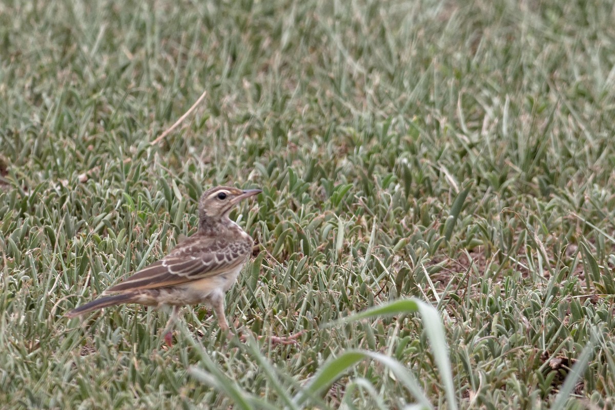 pipit sp. - ML28337841