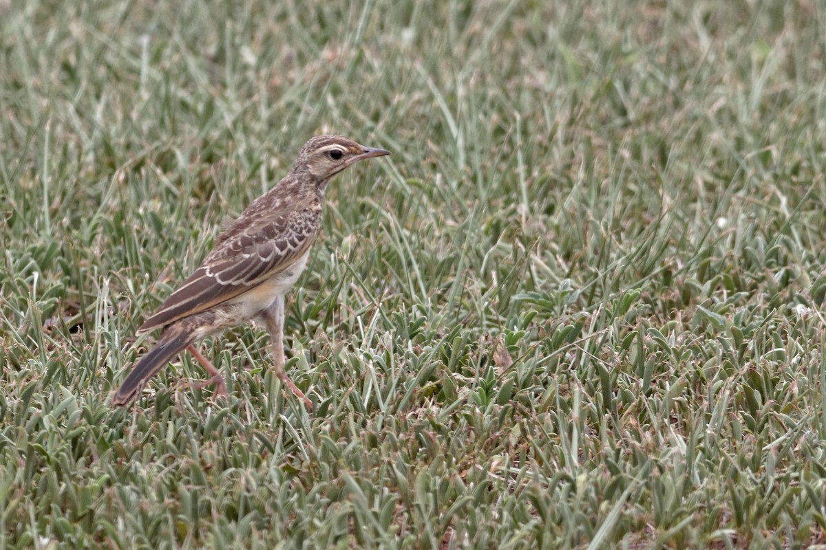 pipit sp. - ML28337851
