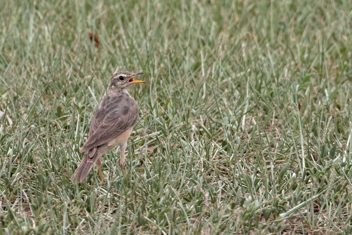 pipit sp. - ML28337891