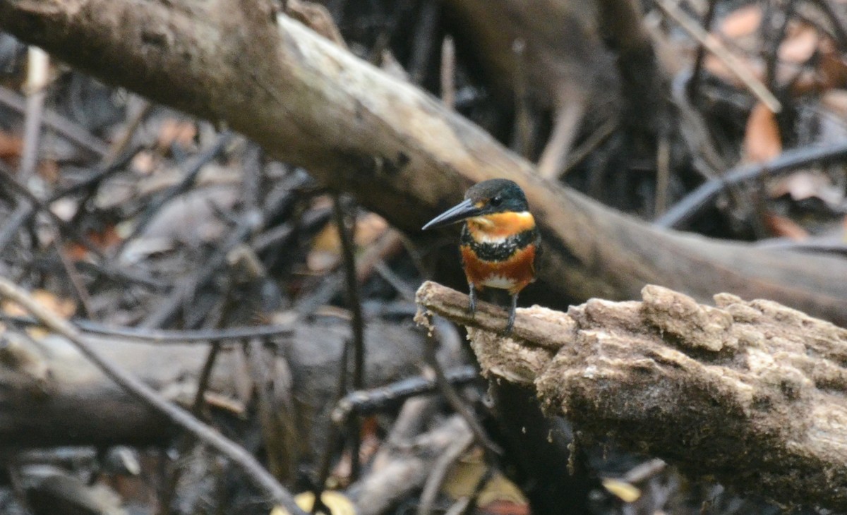 American Pygmy Kingfisher - ML28337901