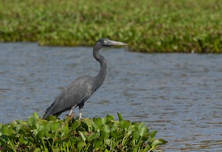  - Humblot's Heron