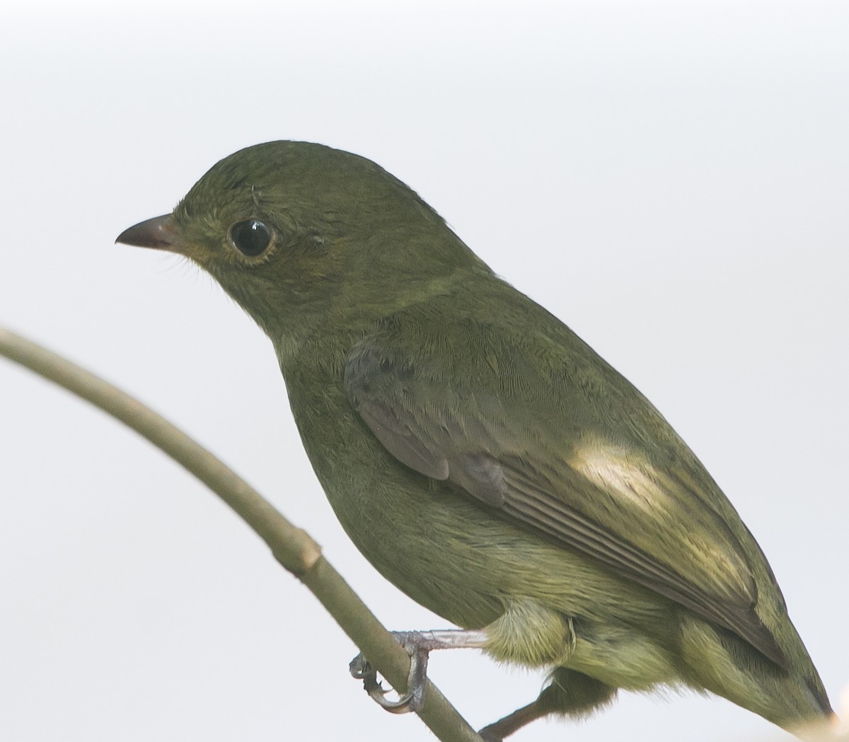 Red-capped Manakin - ML283384041