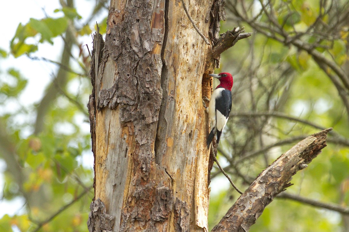 Red-headed Woodpecker - Jackie Cassada