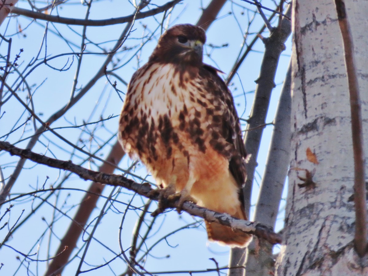 Red-tailed Hawk - ML283405141