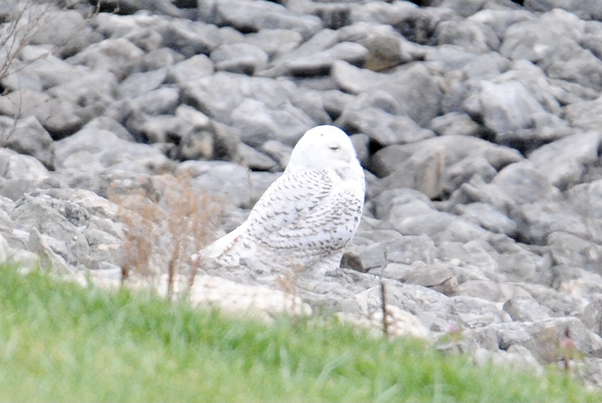 Snowy Owl - ML283408391