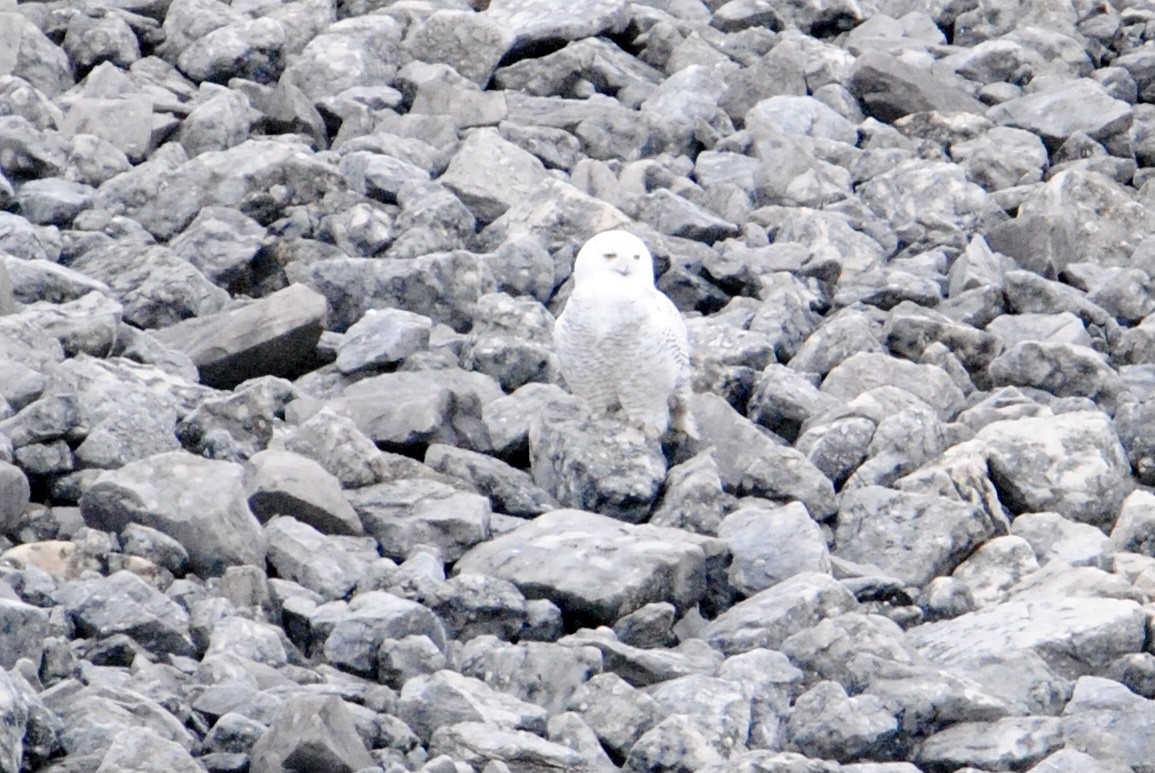 Snowy Owl - ML283408401