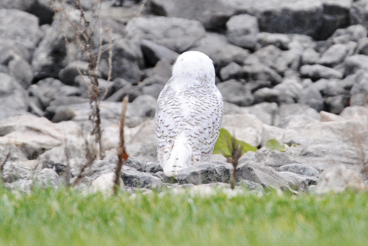 Snowy Owl - ML283408451