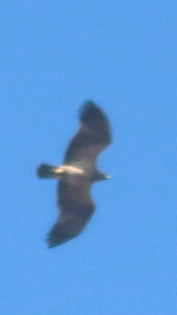 Greater Spotted Eagle - Emin Yogurtcuoglu