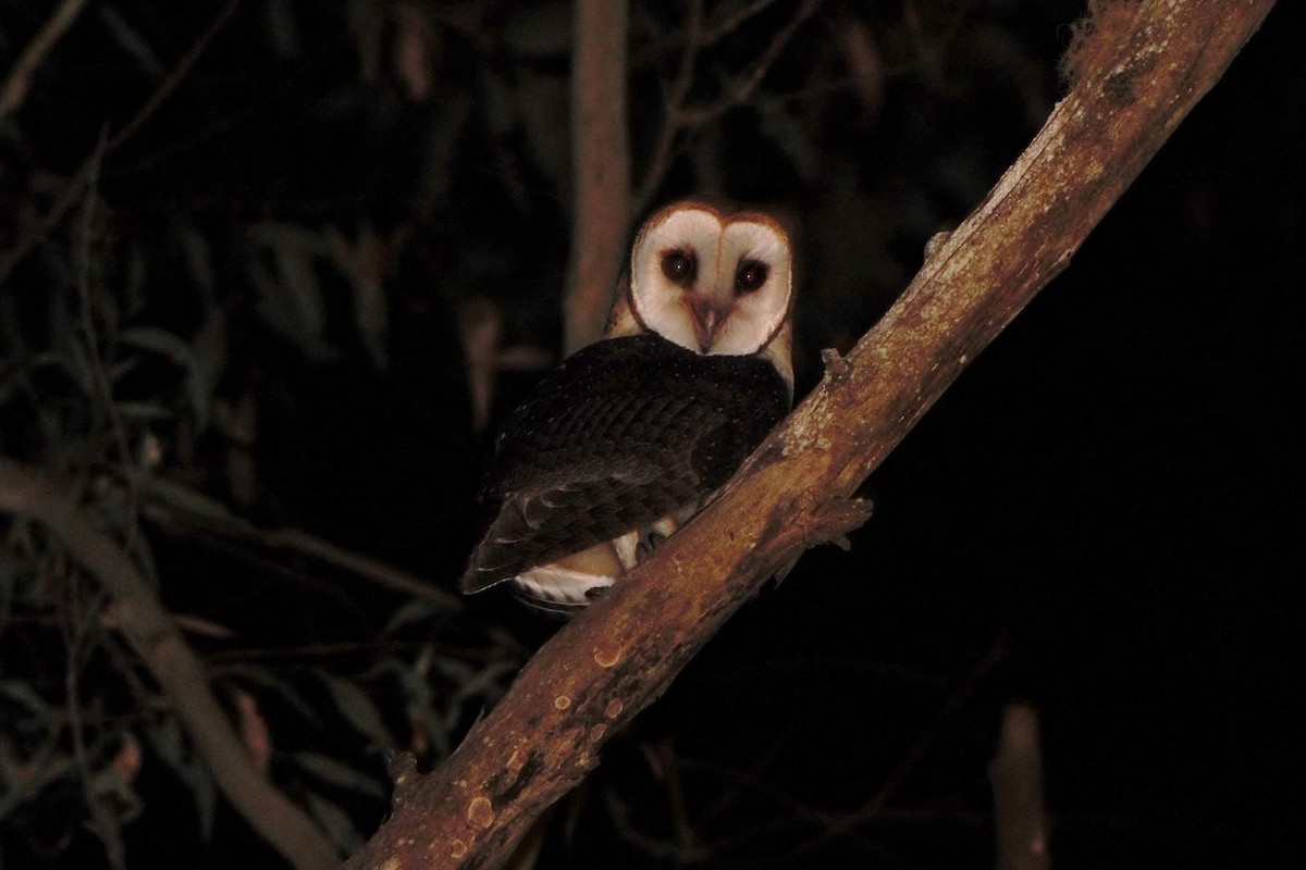 Australian Masked-Owl - ML283410271