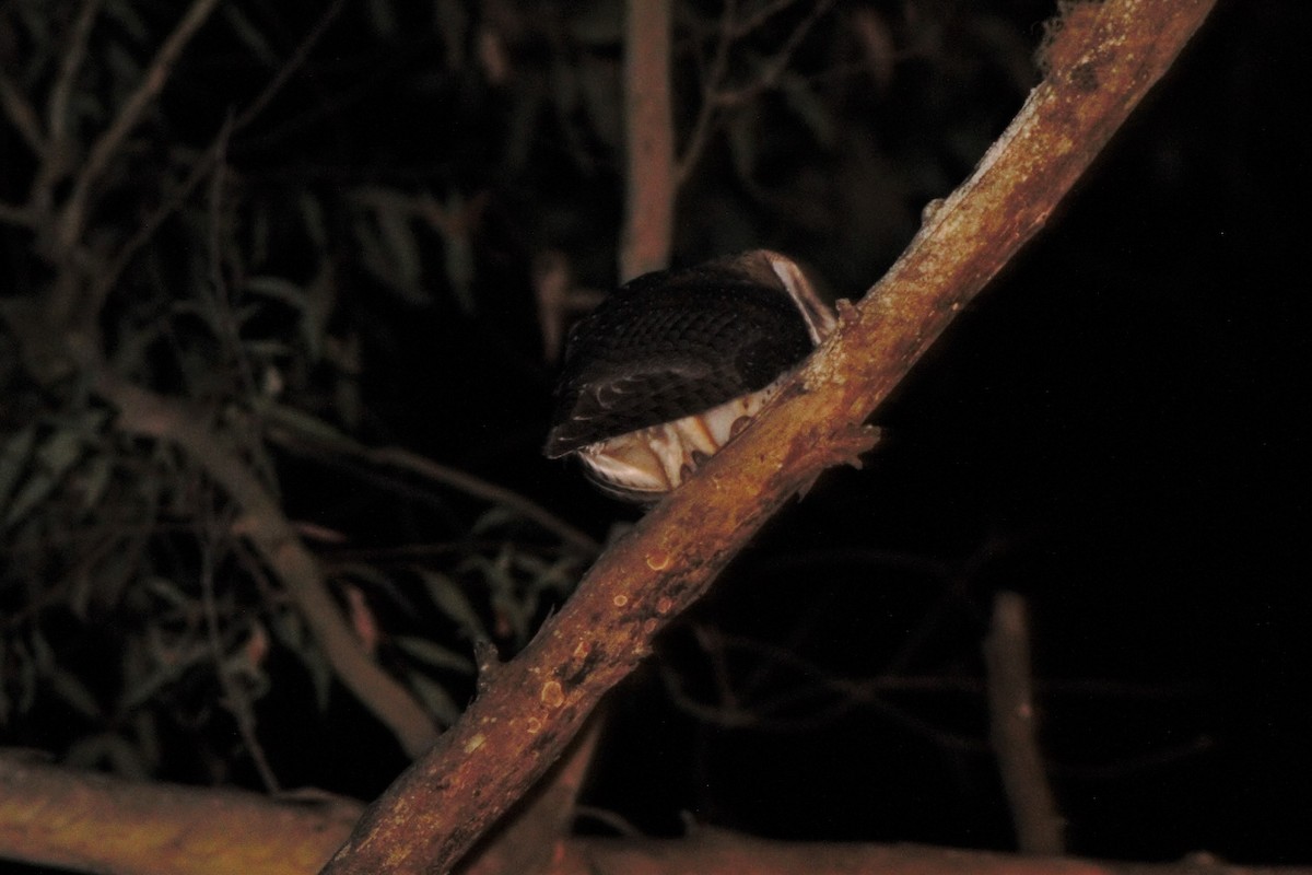 Australian Masked-Owl - ML283410281