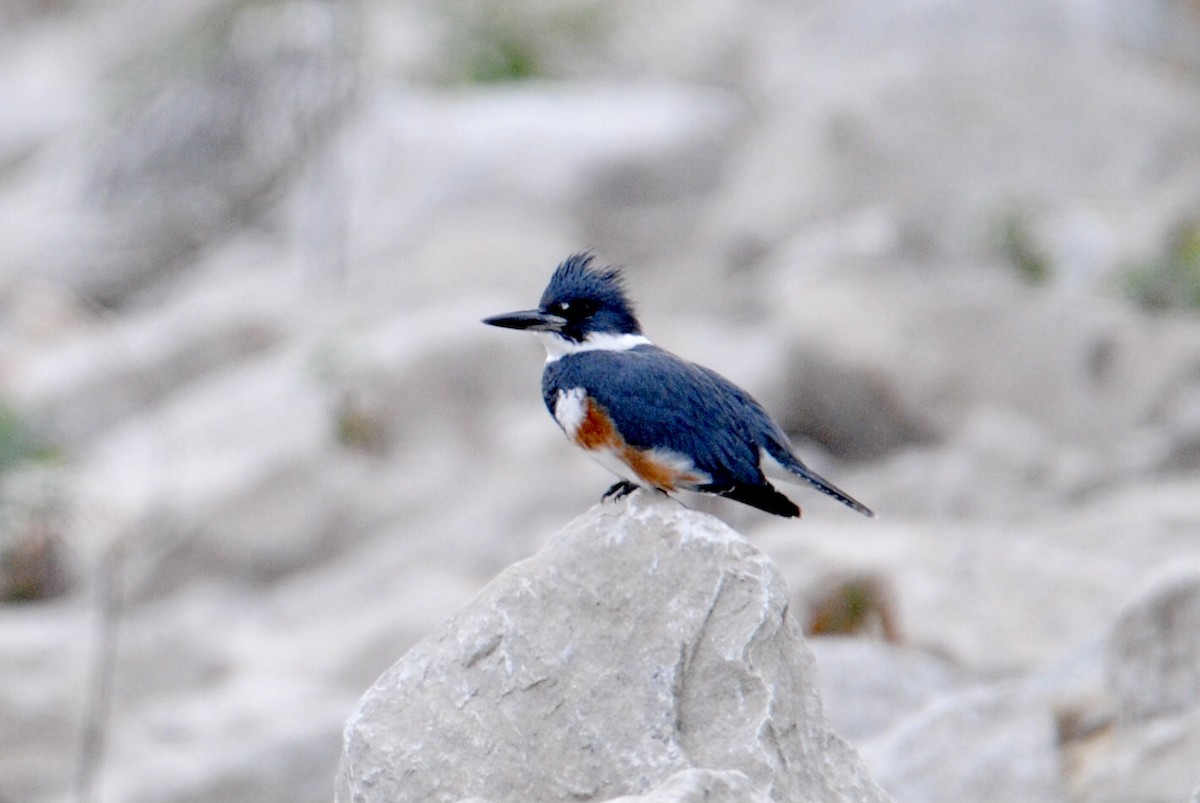 Belted Kingfisher - ML283411661