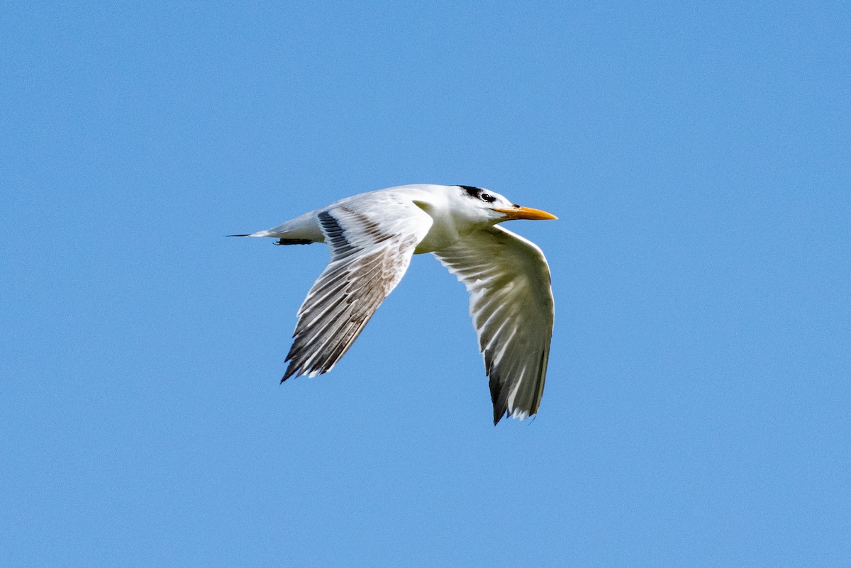 Royal Tern - Andrea C