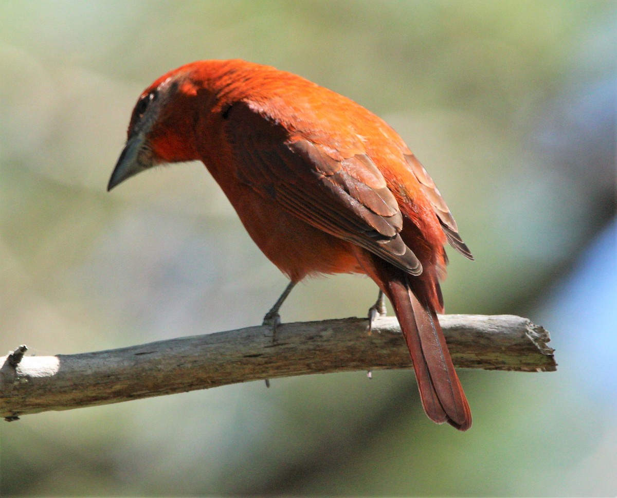 Hepatic Tanager - ML283417931
