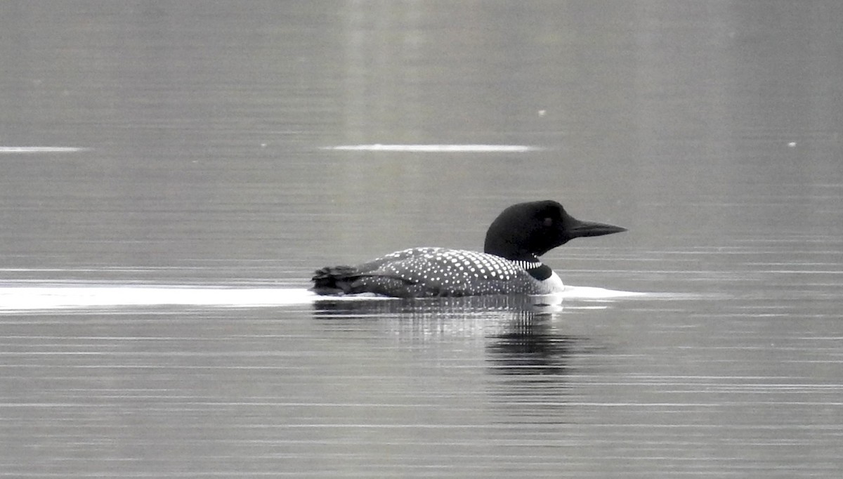 Common Loon - JoAnne Russo