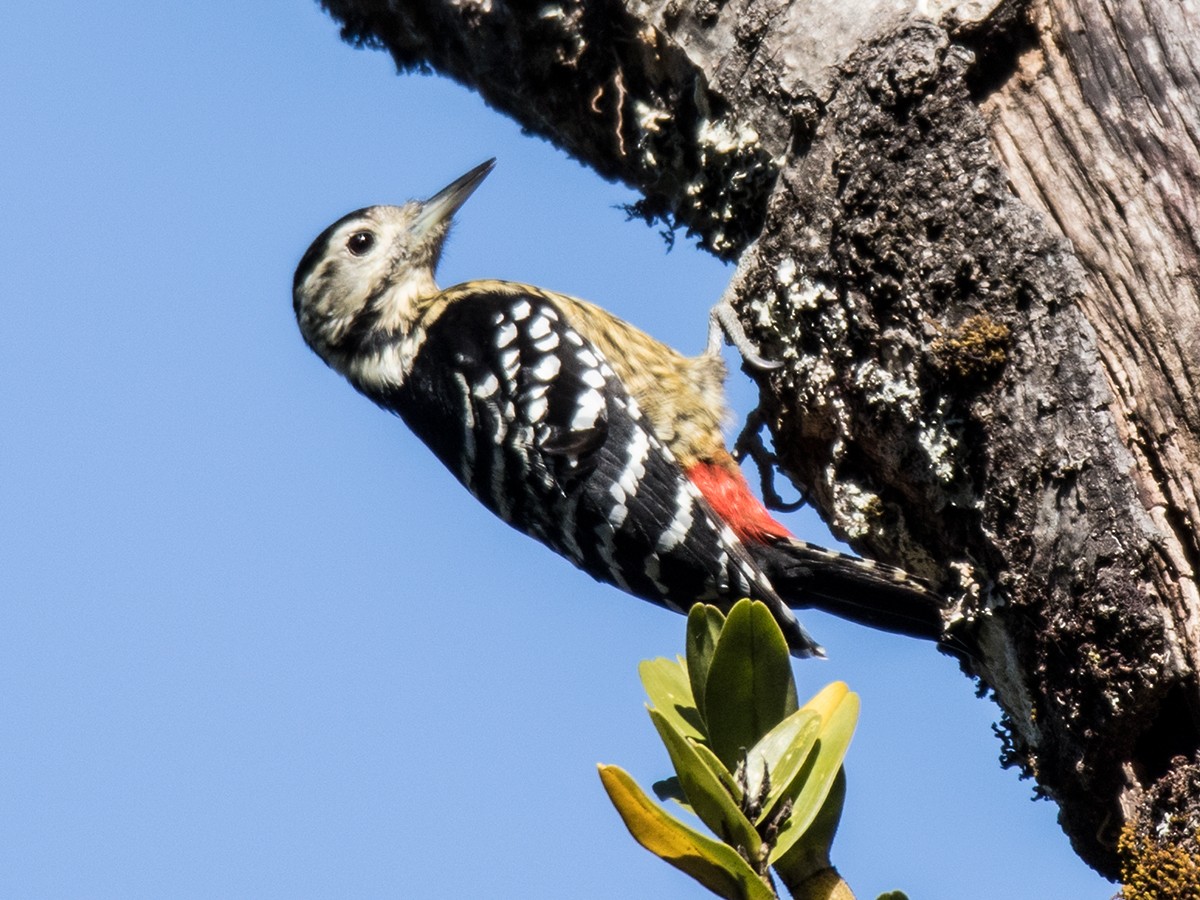 Stripe-breasted Woodpecker - ML283419301